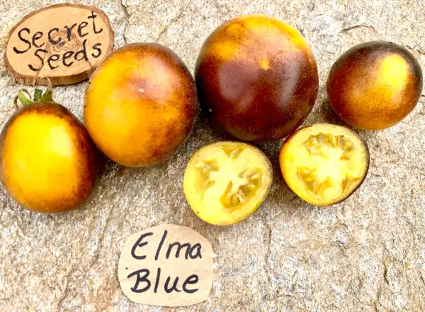 Tomaten: Elma Blue