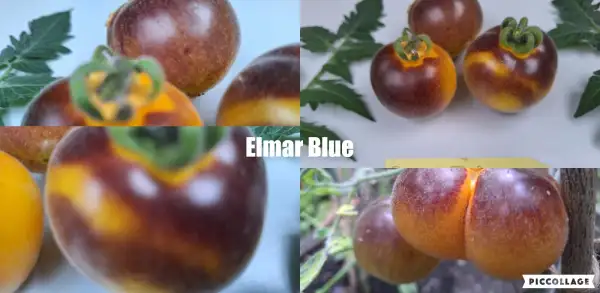 Tomaten: Elma Blue