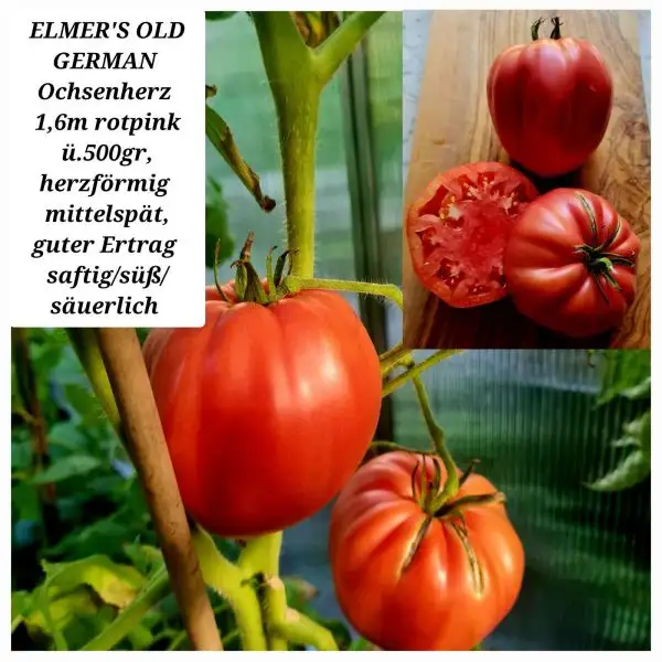 Tomaten: ELMER