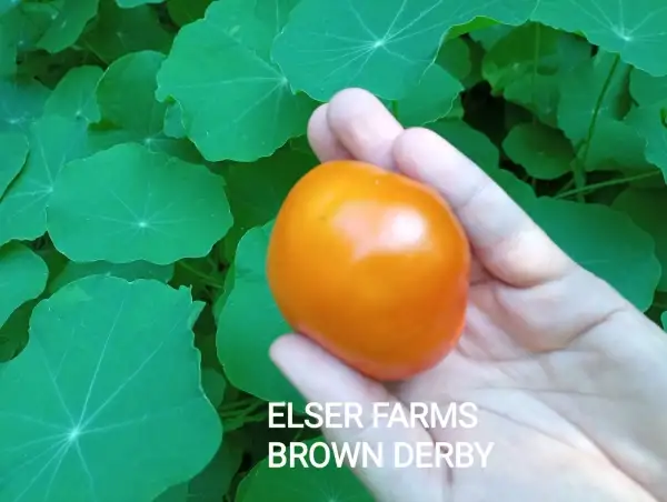 Tomaten: Elser Farms Brown Derby