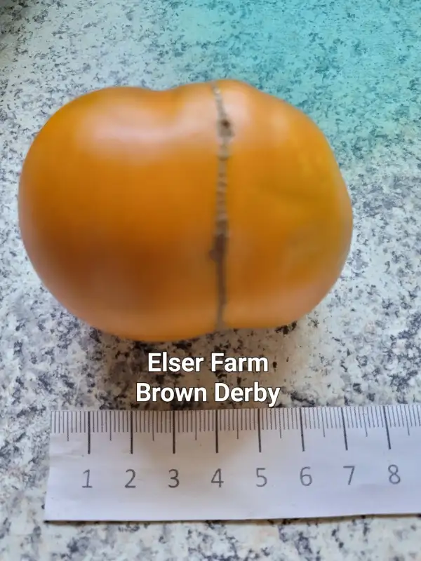 Tomaten: Elser