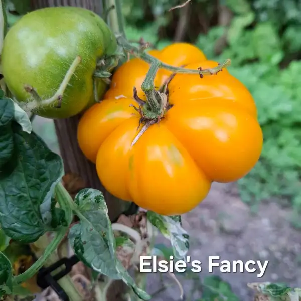 Tomaten: Elsie