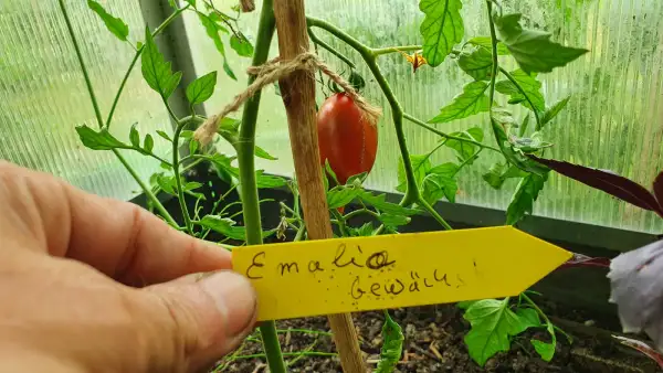Tomaten: Emalia - Kreuzung aus Lucky Tiger und Orange Walk