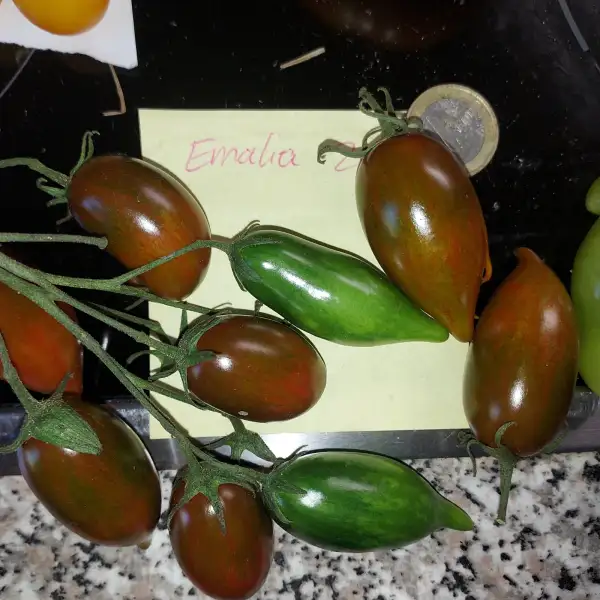 Tomaten: Emalia