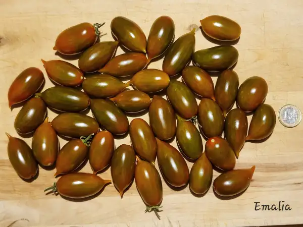 Tomaten: Emalia