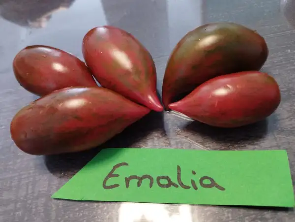 Tomaten: Emalia