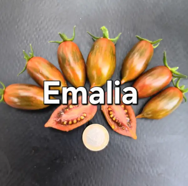 Tomaten: Emalia