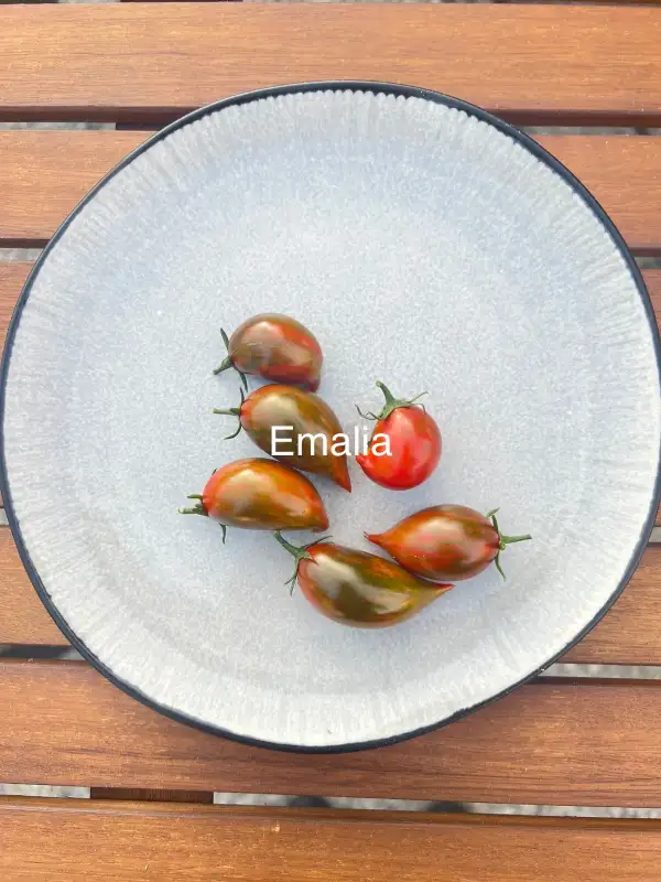 Tomaten: Emalia