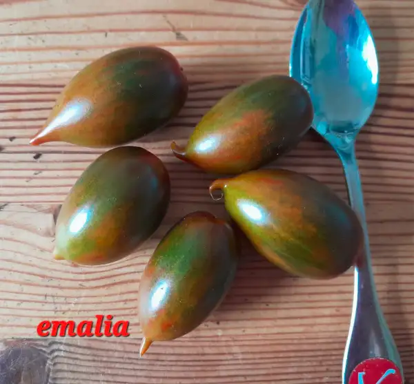 Tomaten: Emalias Buschtomate
