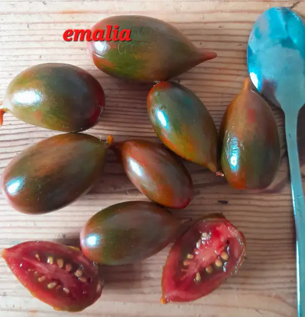 Tomaten: Emalias Buschtomate