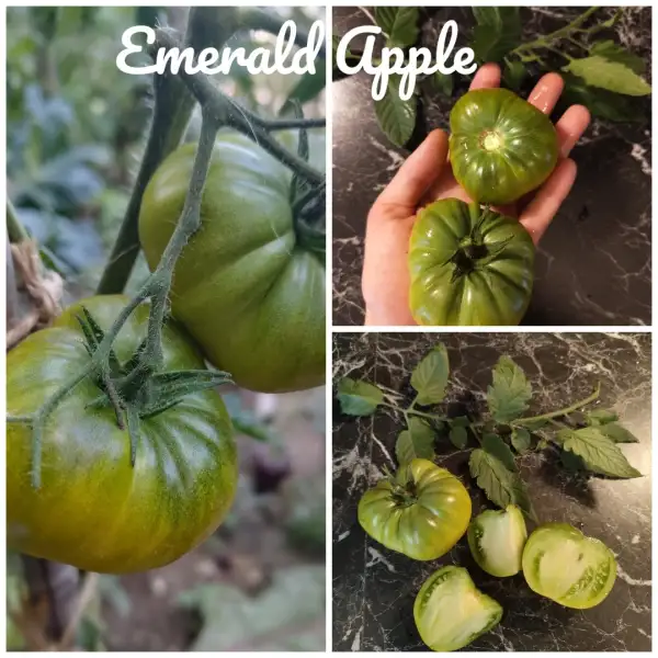 Tomaten: Emerald Apple