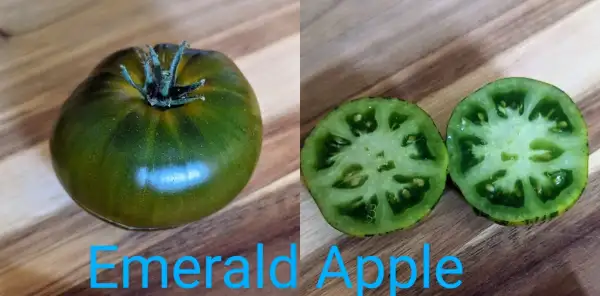 Tomaten: Emerald Apple