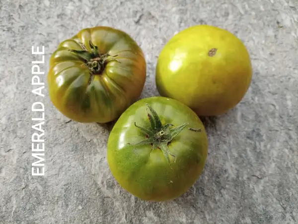 Tomaten: Emerald Apple
