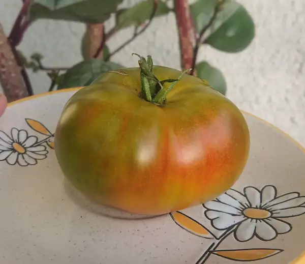 Tomaten: Emerald Apple