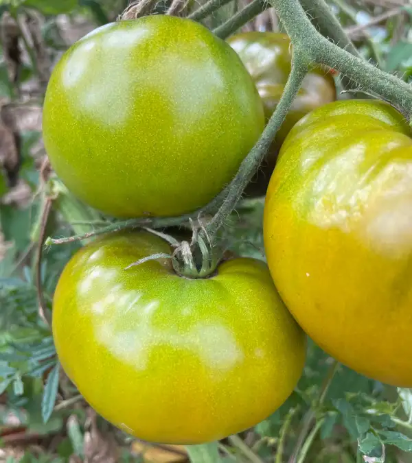 Tomaten: Emerald Apple (Smaragdapfel)