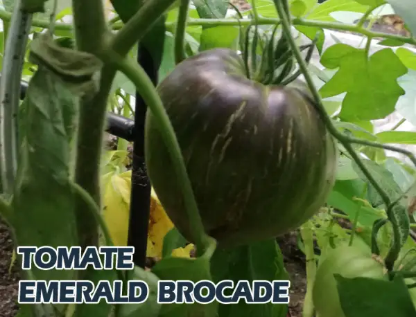 Tomaten: Emerald Brocade