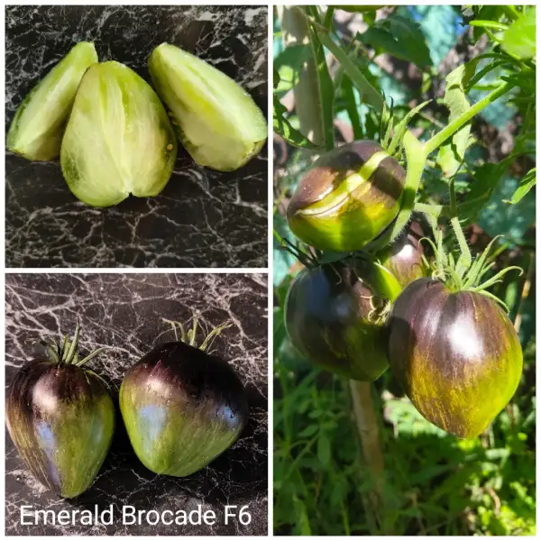 Tomaten: Emerald Brocade F6