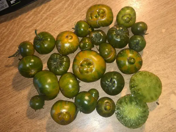 Tomaten: Emerald City
