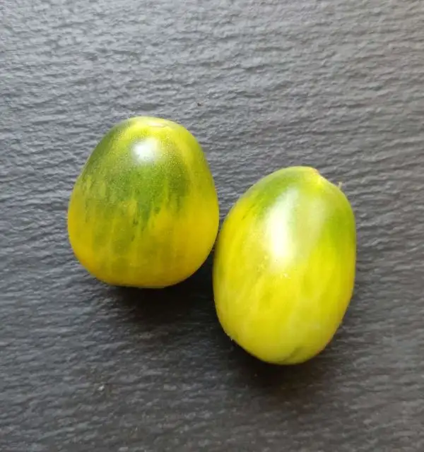 Tomaten: Emerald Pear