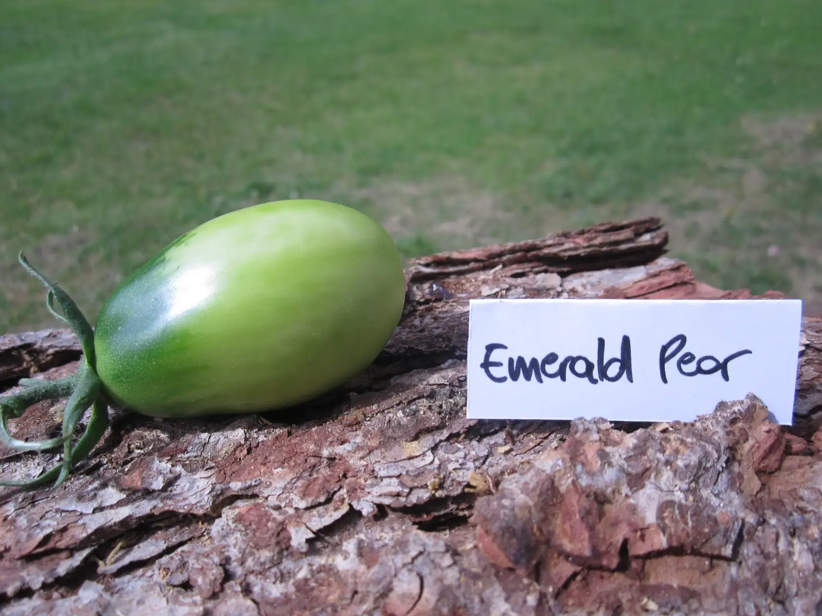 Tomaten: Emerald Pear