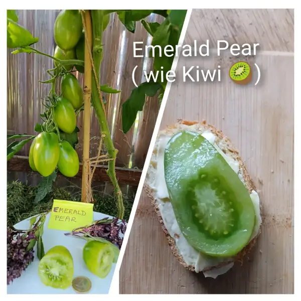 Tomaten: Emerald Pear