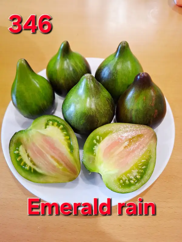 Tomaten: Emerald rain