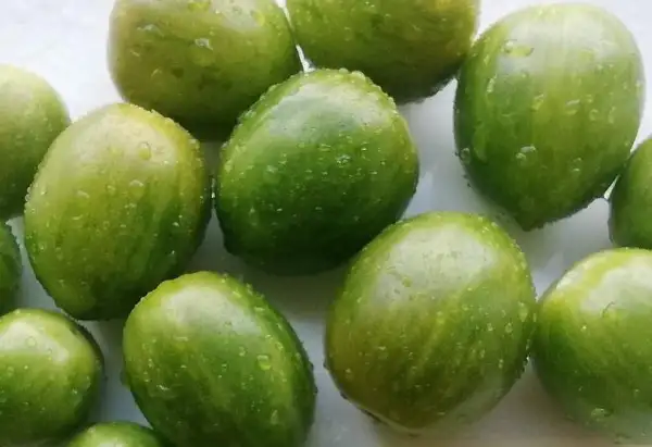 Tomaten: Emerald stream