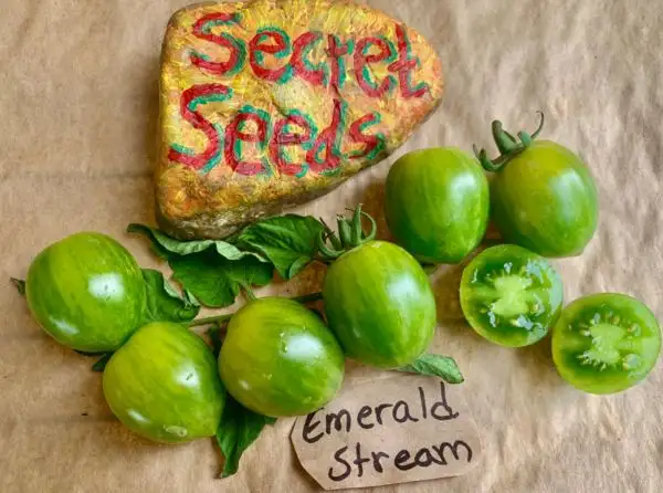 Tomaten: Emerald stream