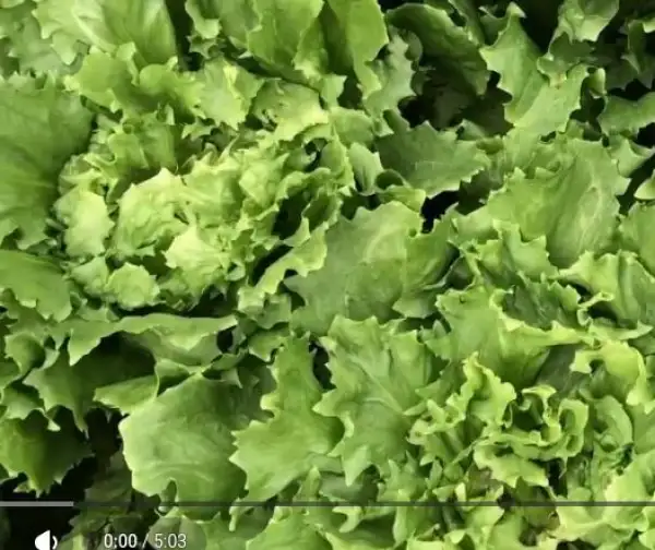Salate: Endivien Wallone, Winterhart bis -5°C