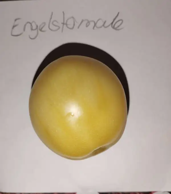 Tomaten: Engelstomate