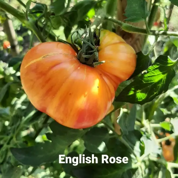 Tomaten: English Rose