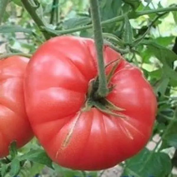 Tomaten: English Rose