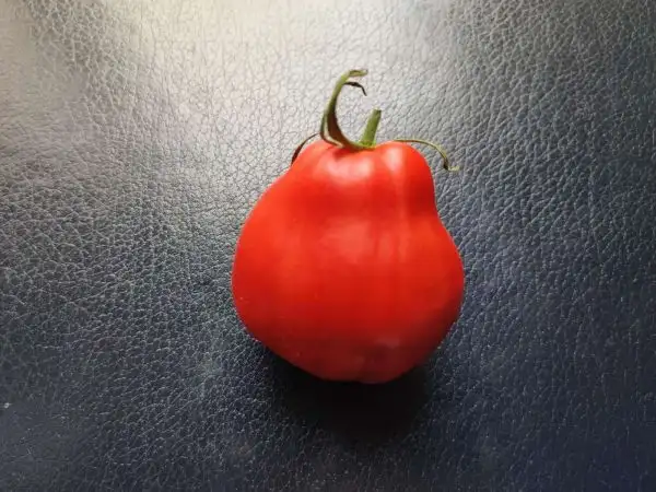 Tomaten: Enormous Plum