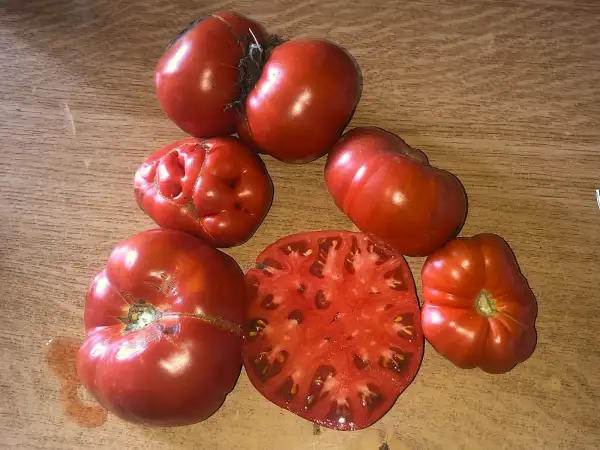 Tomaten: Enrica Cimelo