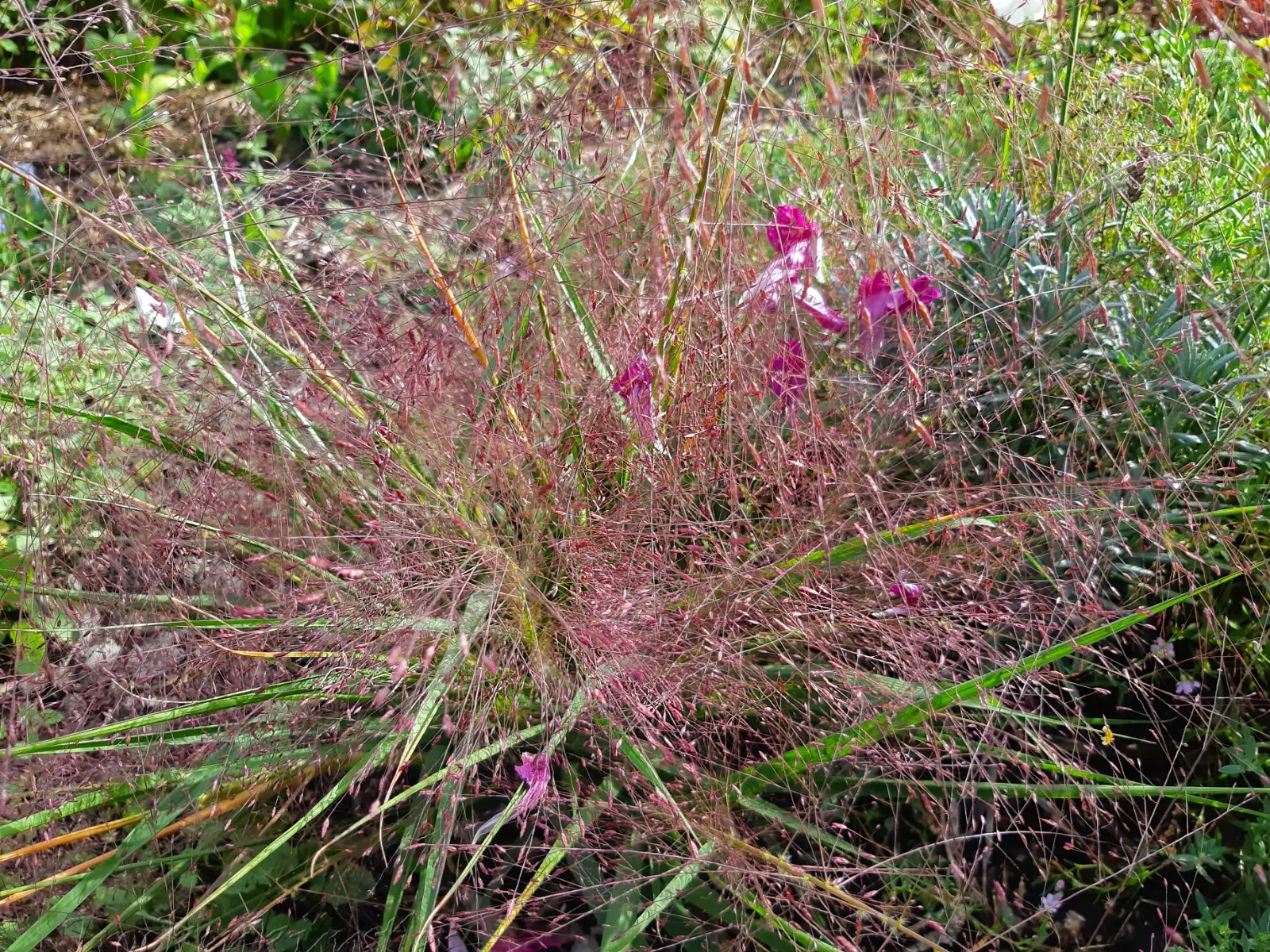 Stauden / Gehölz: Eragrostis