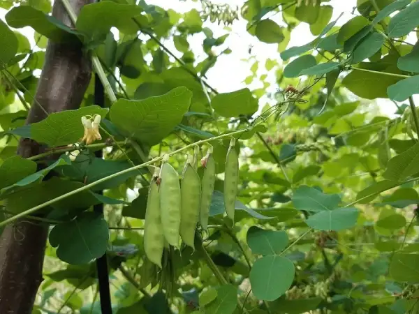 Erbsen: Erbsenwicke - Vicia pisiformis