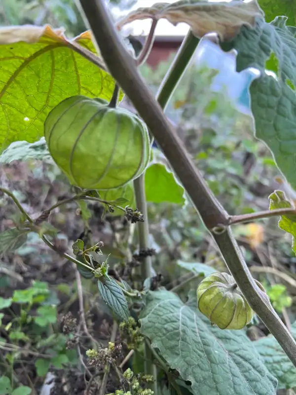 Physalis: Erdbeerphysalis