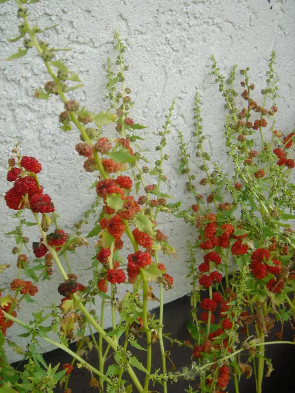 andere Gemüse: Erdbeerspinat