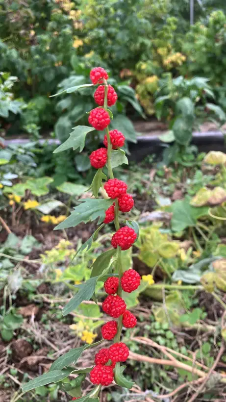 andere Gemüse: Erdbeerspinat