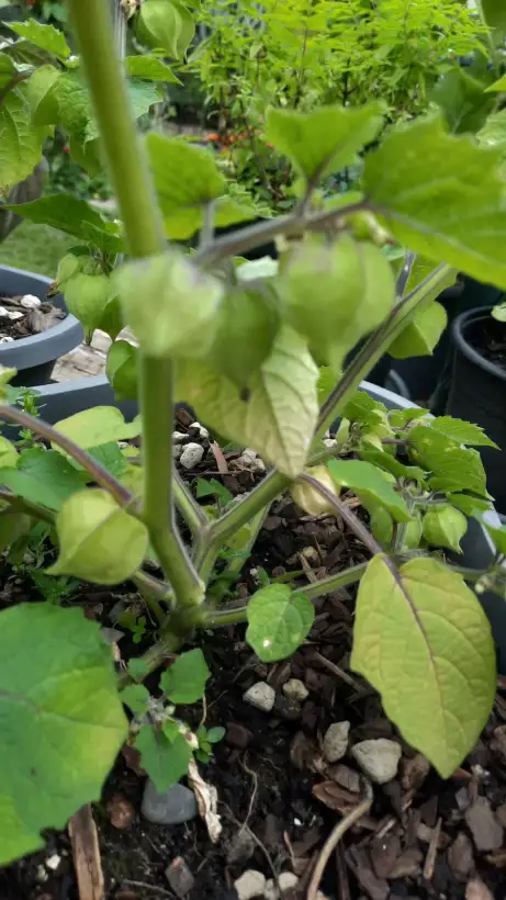 Physalis: Erdkirsche