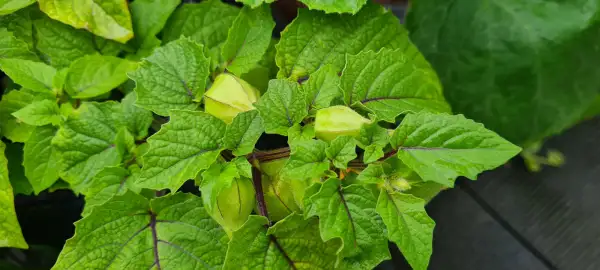 Physalis: Erdkirsche Aunt Molly