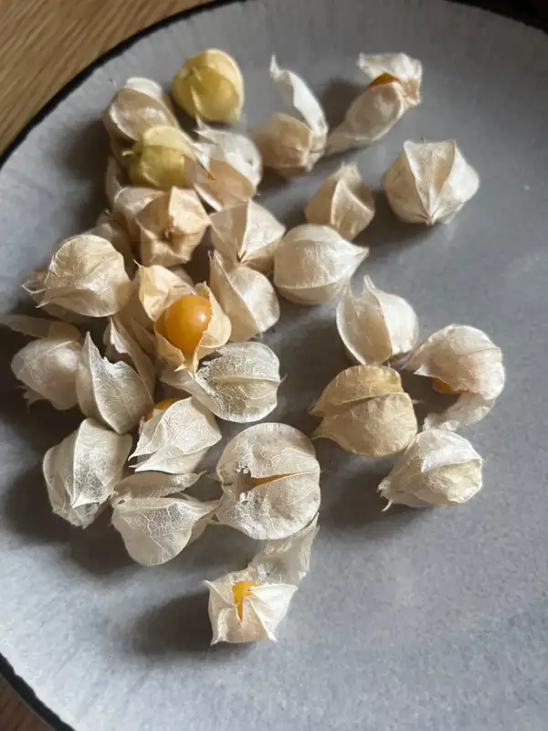 Physalis: Erdkirsche Molly