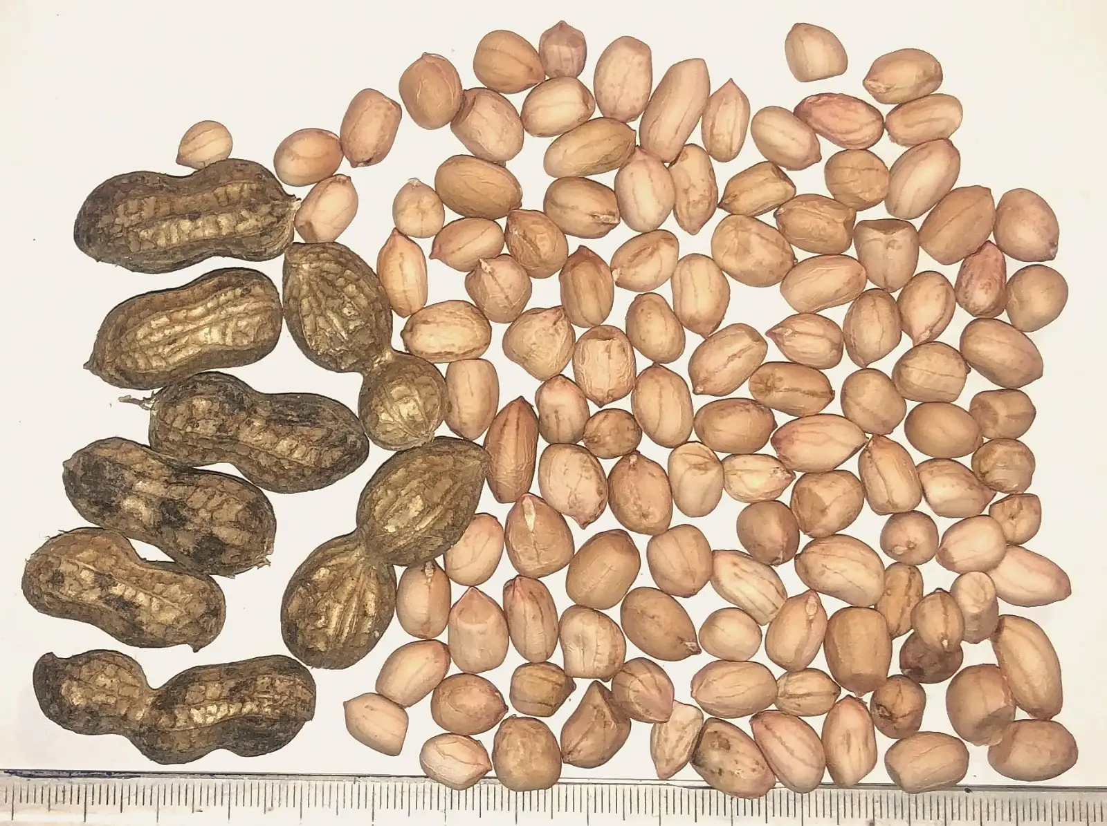 andere Gemüse: erdnuss 