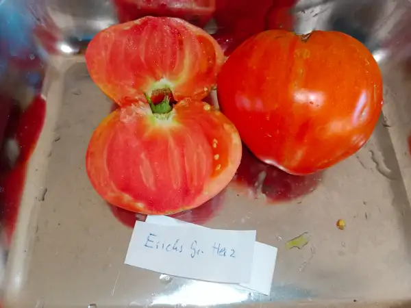 Tomaten: Erich´s Großes Herz