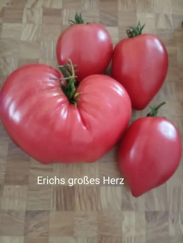 Tomaten: Erichs großes Herz