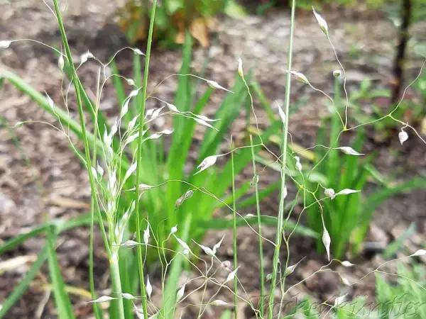 Blumen: Eriocoma hymenoides 