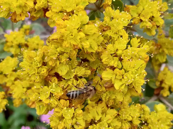 Stauden / Gehölz: Eriogonum allenii 