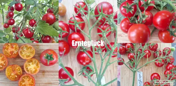 Tomaten: Ernteglück - Schlesien/historische Sorte