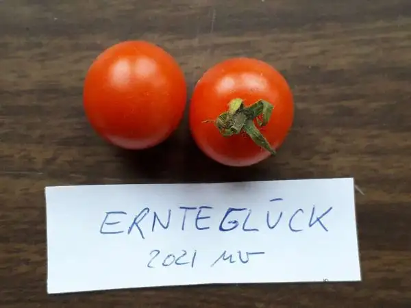 Tomaten: Ernteglück