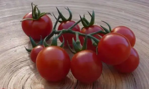 Tomaten: Ernteglück